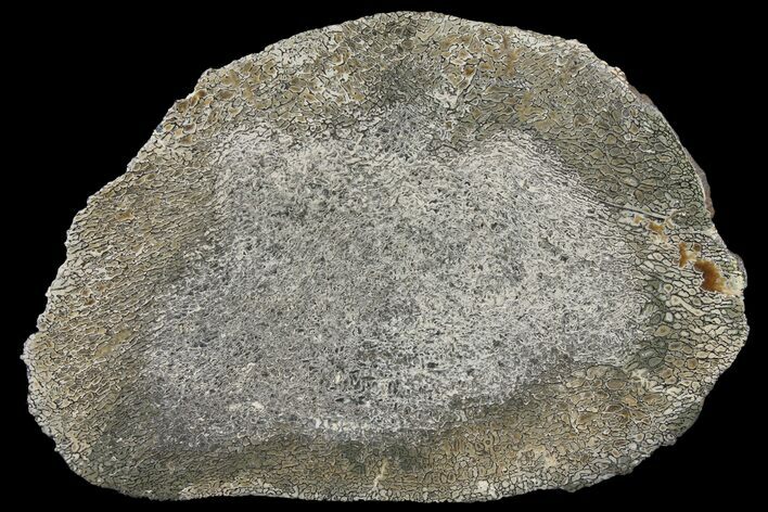 Pyritized, Polished Iguanodon Bone - Isle Of Wight #131212